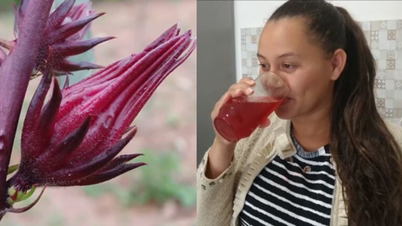 Colhendo e fazendo Suco de hibisco