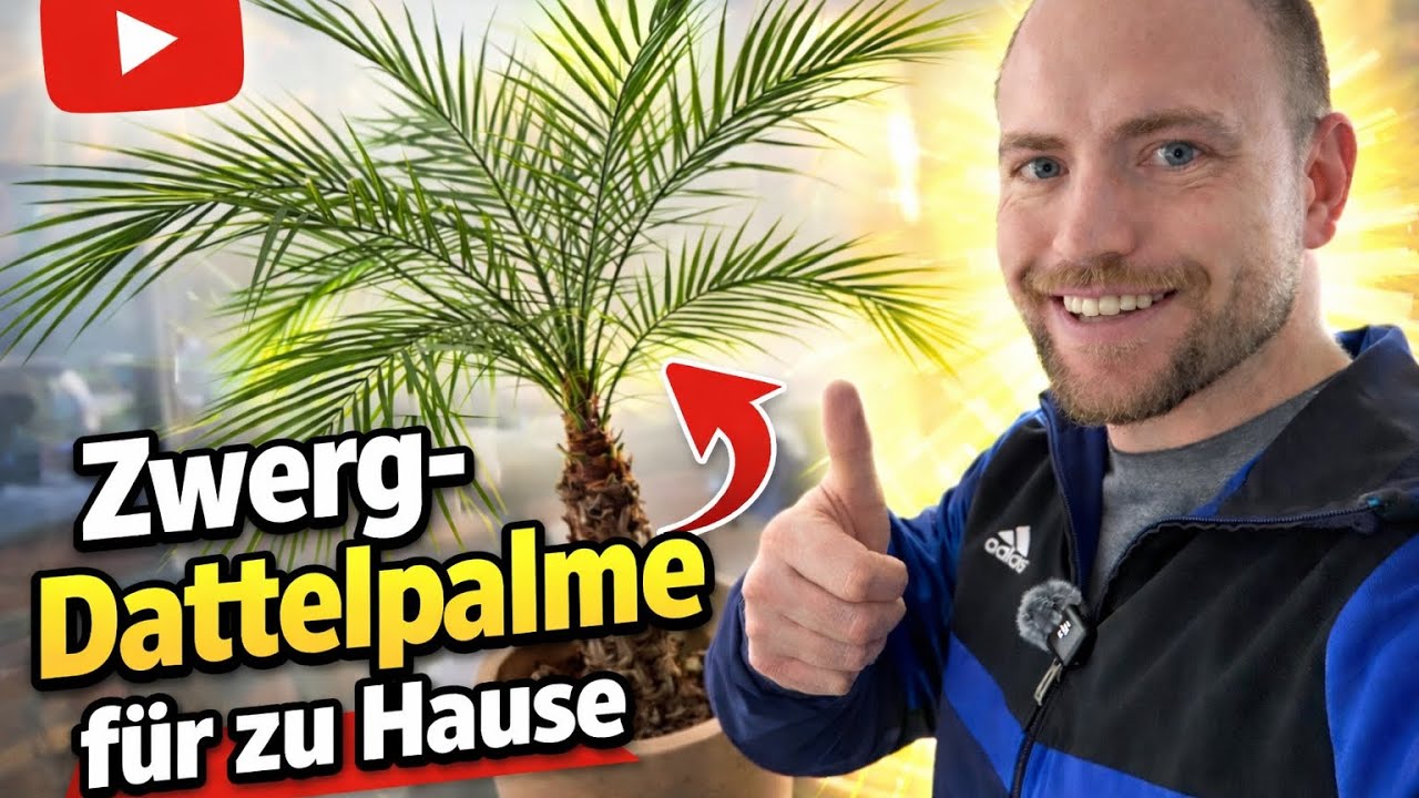 Zwergdattelpalme für zu Hause 🌴 So pflegst du sie richtig (Fehler vermeiden!)