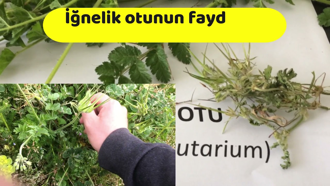 İğnelik Otu Nedir Nasıl Kullanılır Faydaları Özellikleri
