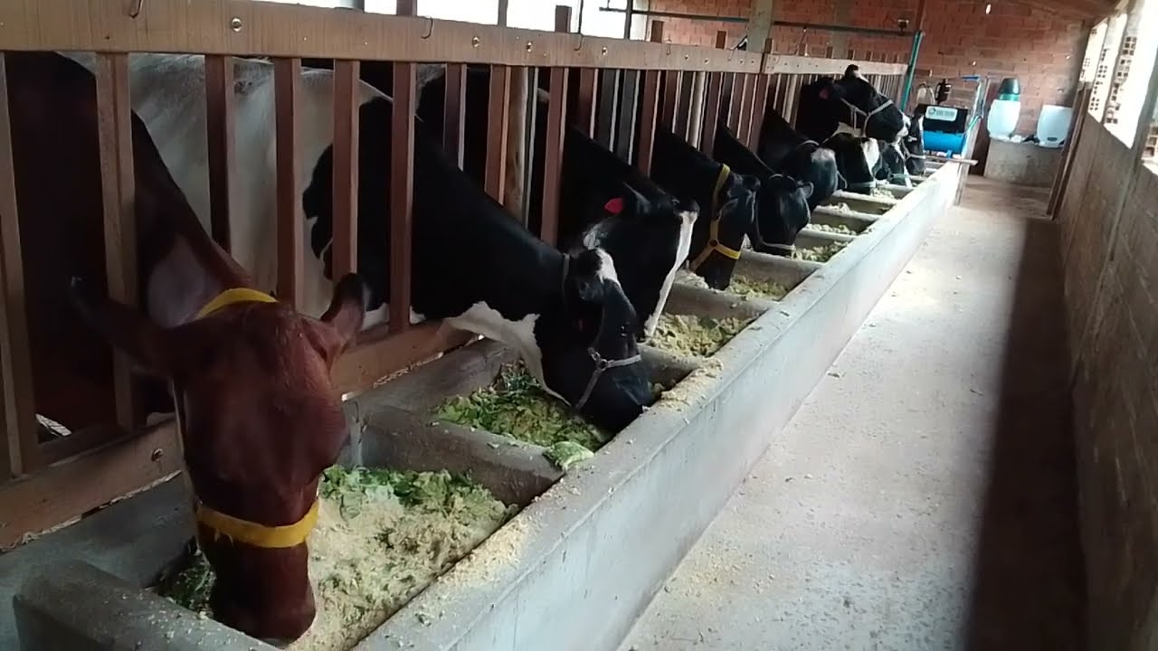 Essa é a quantidade de ração  que coloco pra  minhas vacas.