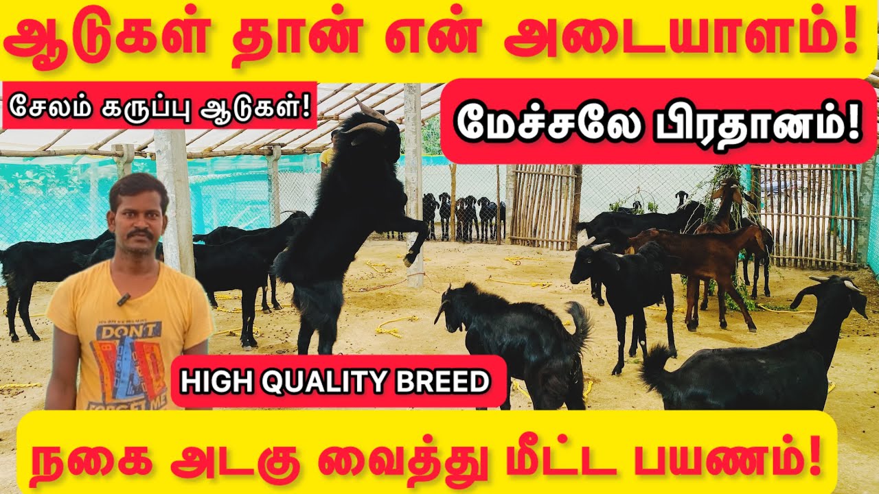 ஆடுகள் தான் என் அடையாளம்!மேய்ச்சலே பிரதானம்!நகை அடகு வைத்து வாங்கிய ஆடுகள்! ஒரே வருடம் நகை மீட்பு!