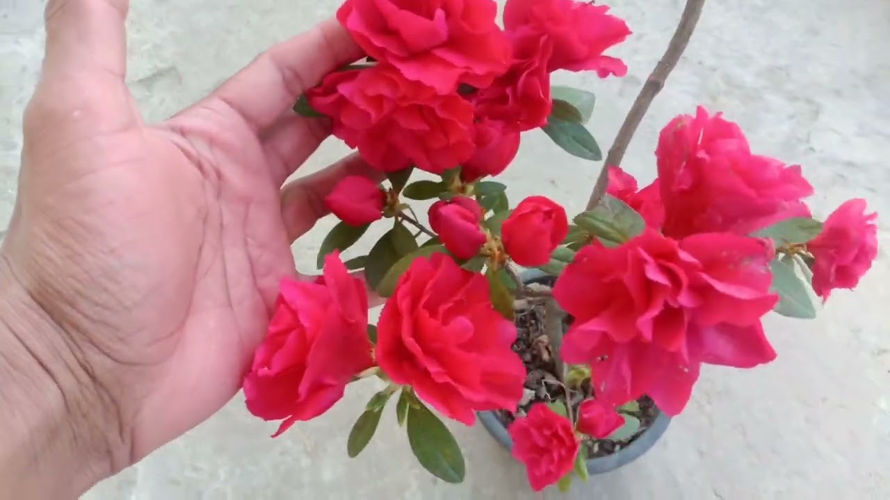 Azelia #Rk gardening point #online  plants