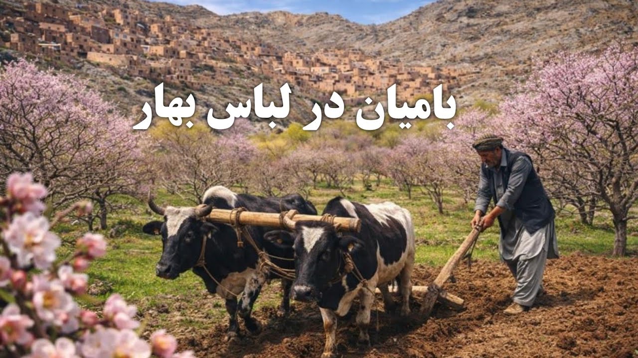 شروع فصل کشت و کار در بامیان