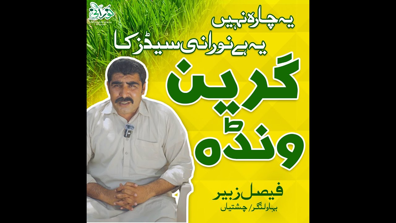 Kohenoor F1 Hybrid Velvet Grass 5 years of experience Bahawalnagar کوہ نور ویلویٹ چارےکا 5سالہ تجربہ