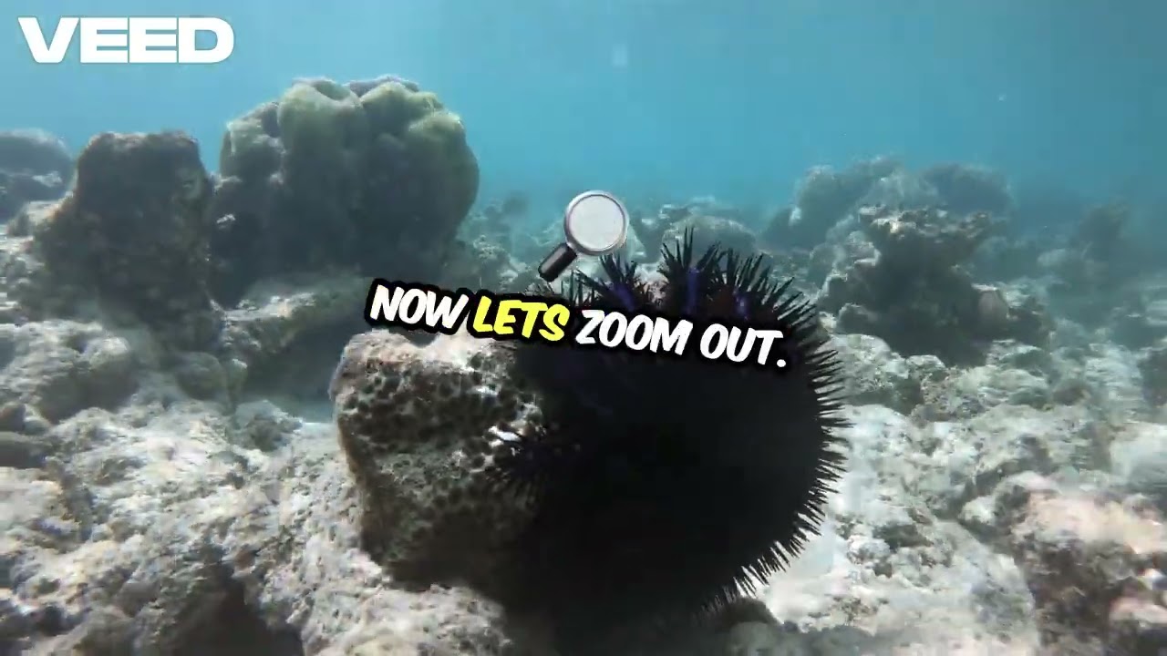 Discover the Vibrant Coral Reef Life!