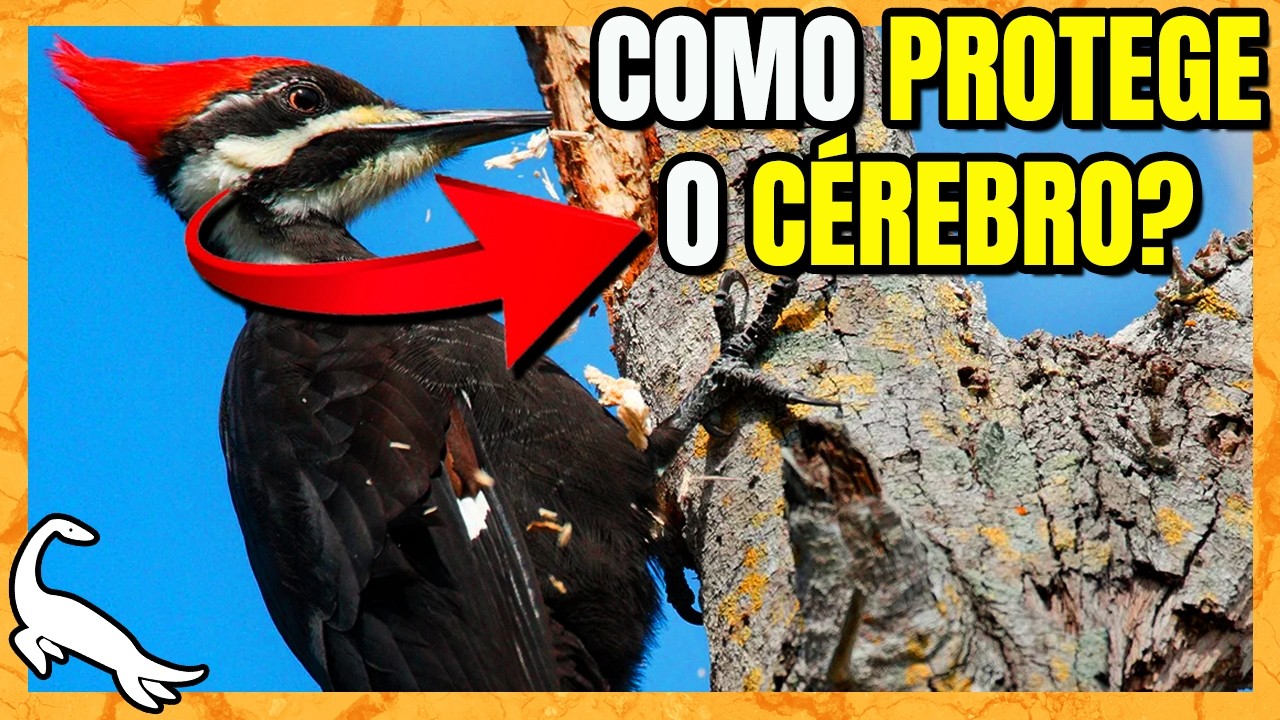 A BIOLOGIA INSANA do PICA-PAU!