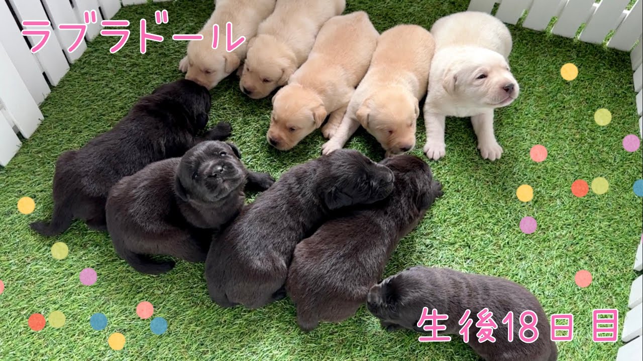 生後18日目　ラブラドール・レトリーバー