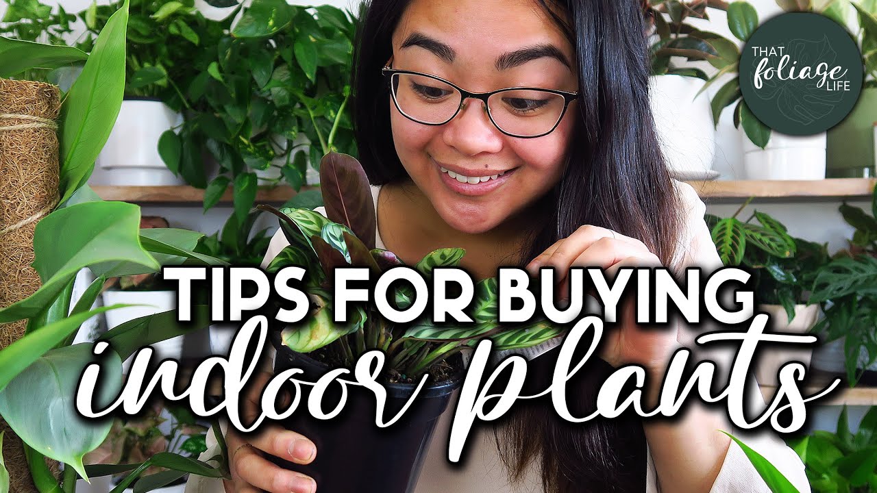 5 Things to Look for when Buying Indoor Plants