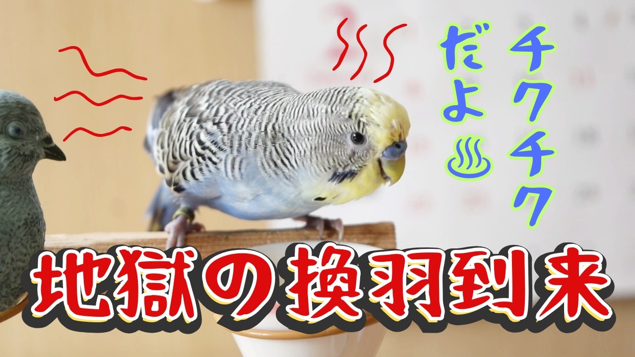 セキセイインコとだるだる換羽