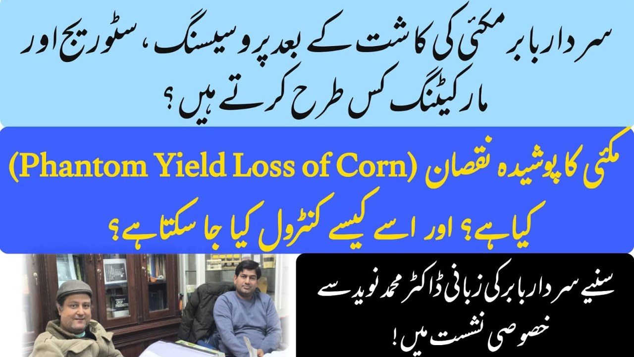 Corn grain processing, storage and marketing with Sardar Baber Fareed!!