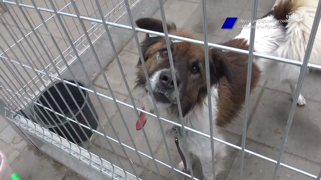 Gmina Końskie reaguje na uwagi odnośnie schroniska Baros. Wysyła kontrolę i tłumaczy skąd ten wybór