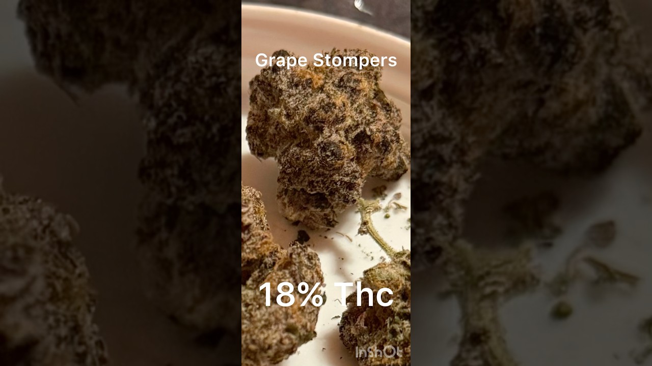 The 5 BEST-Tasting Cannabis Strains of Spring 2025 (Og Strain&rsquo;s Top Picks) &mdash; You&rsquo;ll Want Them All!