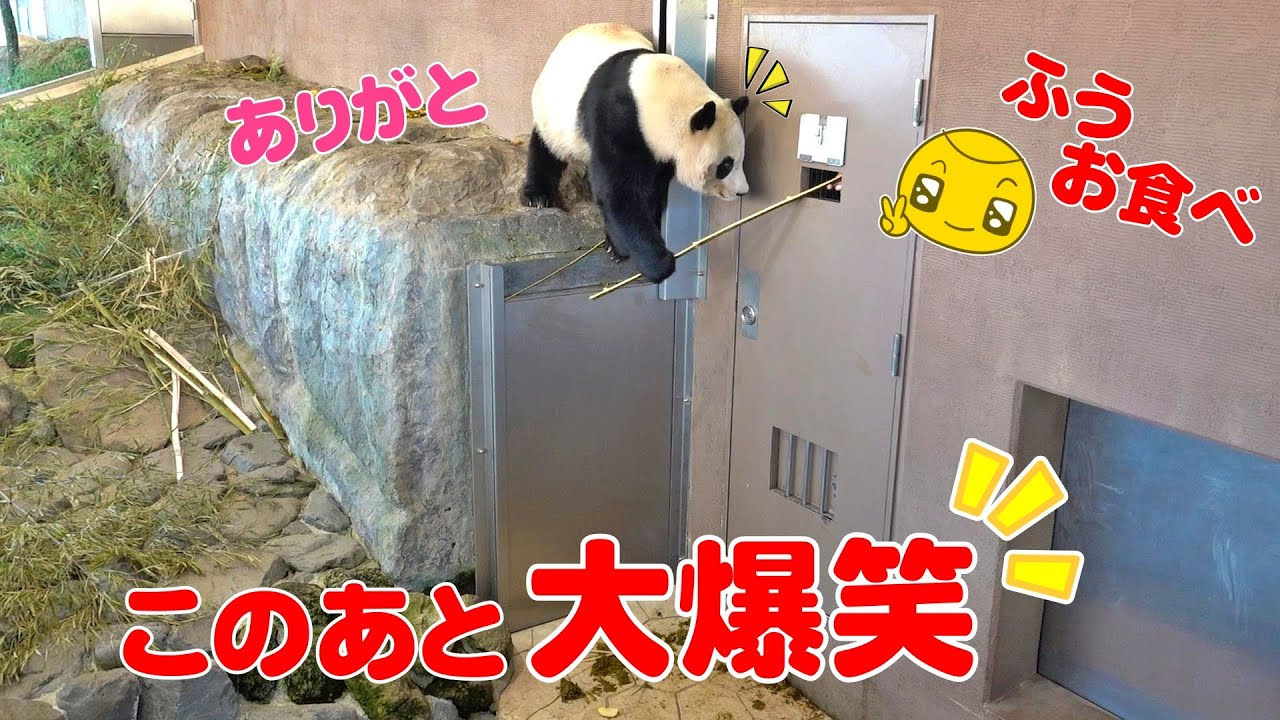 飼育員さんもビックリ😂🐼楓浜の行動がツボすぎるww これは笑わずに見られない🤣🐼