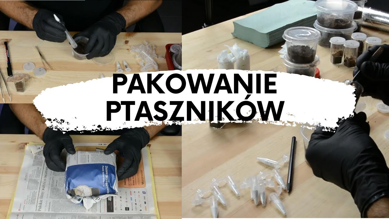 Jak przygotowujemy zamówienia do wysyłki? PAKOWANIE PTASZNIKÓW | arent.pl