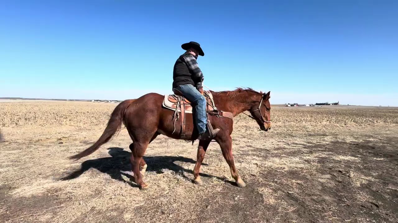 Kopf Gelding