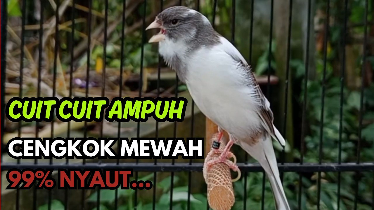 KENARI GACOR  Cuit CUIT BIRAHI SUARA Kenari MASTERAN TERBAIK UNTUK PANCINGAN & MASTERAN Kenari PAUD