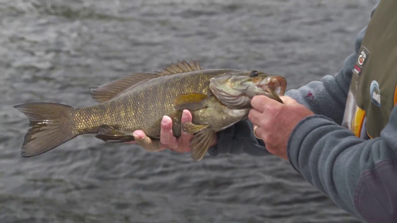 Topwater Smallmouth Action - Dog Lake Resort