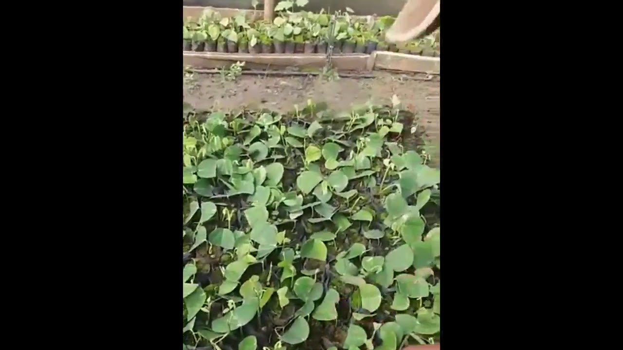 Como fazer clone do pé de pimenta do reino passo a passo com Tiao da pimenta