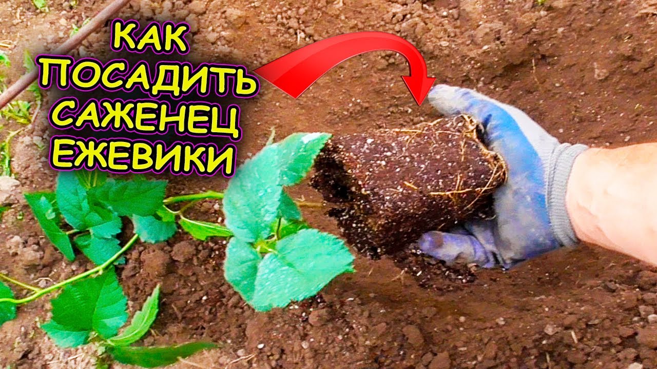 Вот так я сажаю саженцы ежевики в грунт. Как выращивать ежевику. Выращивание ежевики. Ежевика Кеддо.