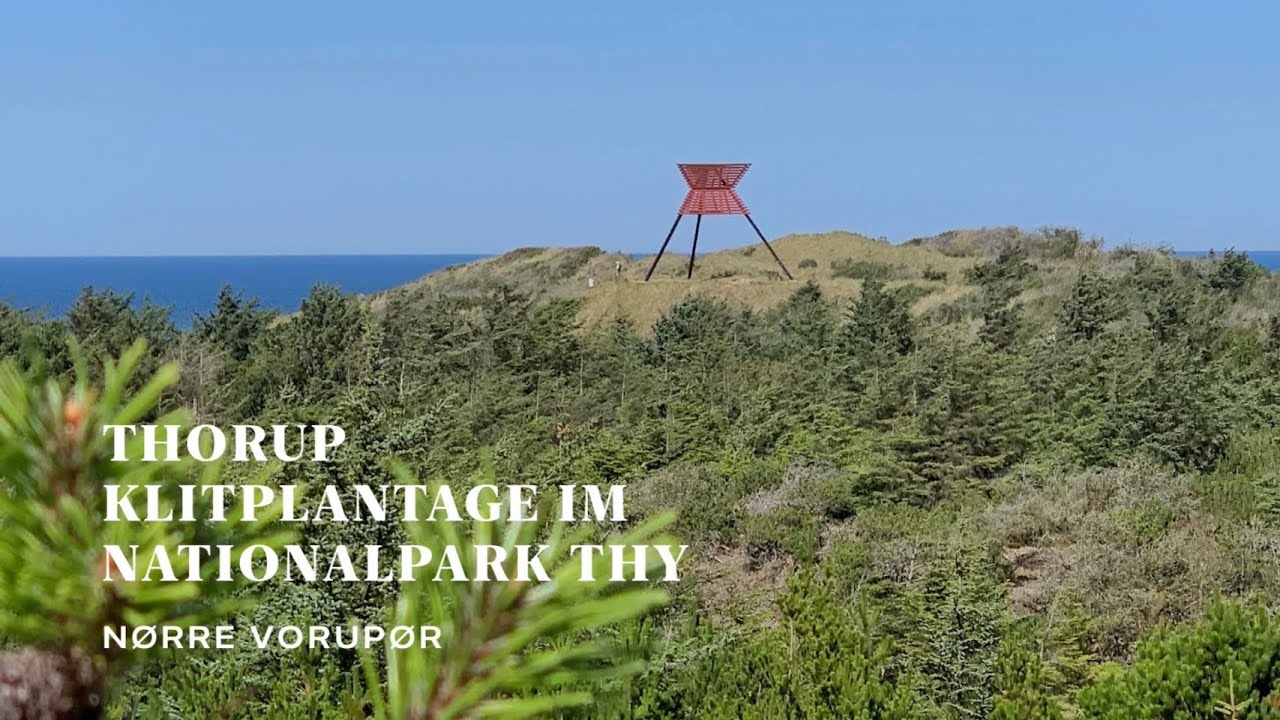 🇩🇰 Tvorup Klitplantage im Nationalpark Thy