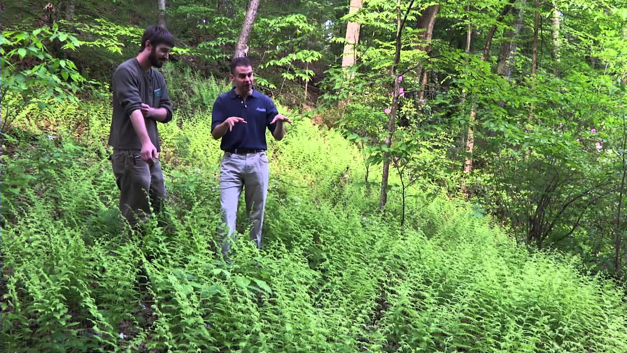 Tough Plants for Tough Spots: low bush blueberry, hay-scented fern & more!