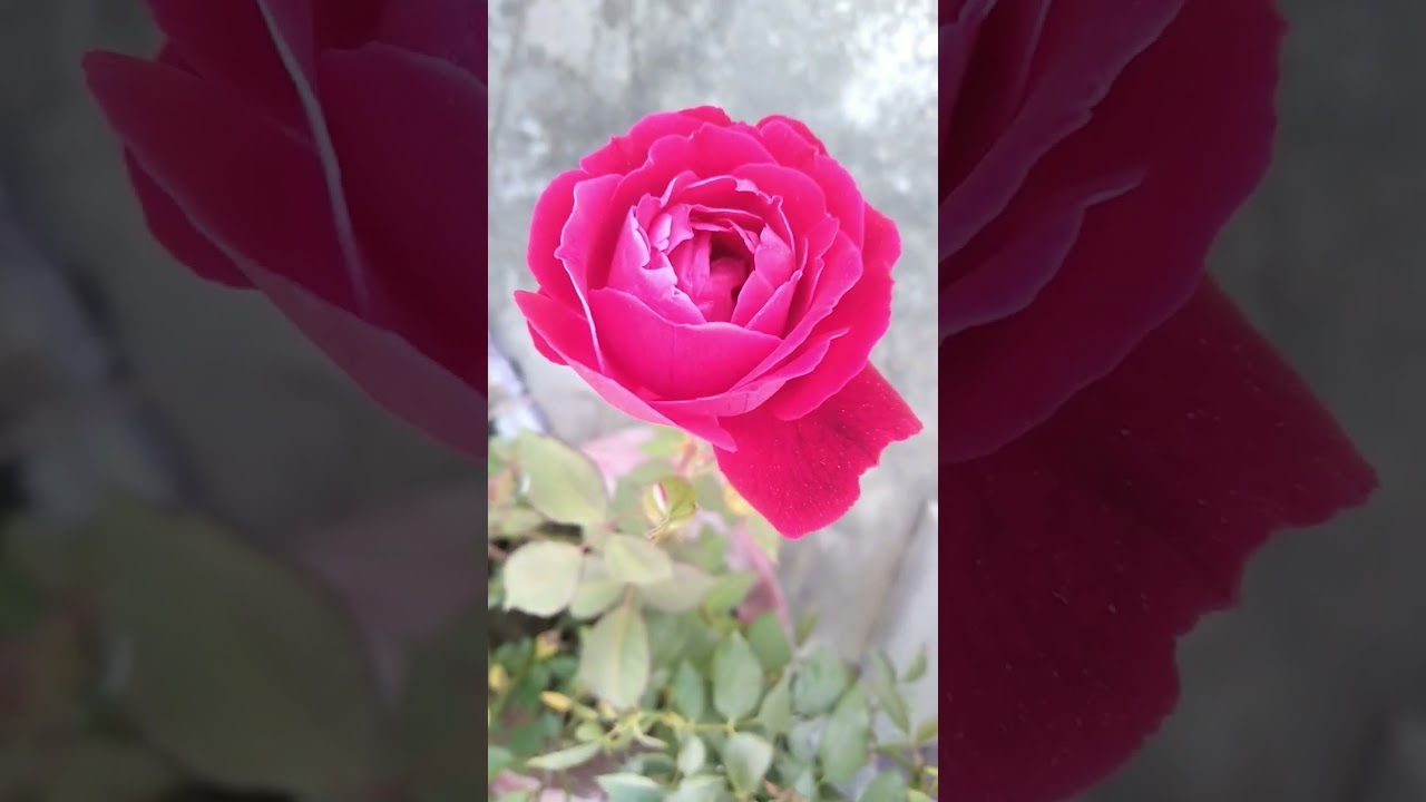 phool gulab 🌹ka New status