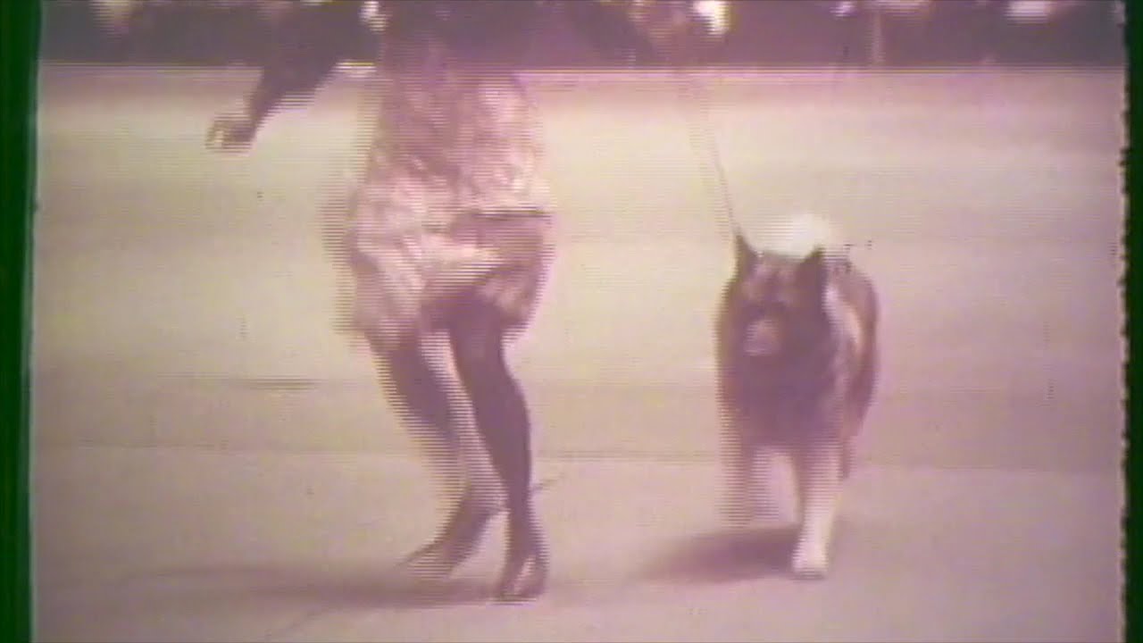 WKC Archives: The 95th Westminster Kennel Club Dog Show