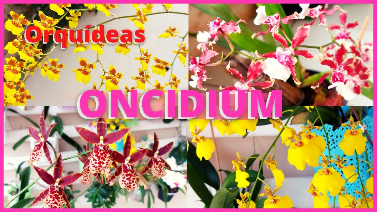 COMO CULTIVAR ORQUÍDEA ONCIDIUM E SEUS HÍBRIDOS | Uma espécie exótica que dá muitas flores! 🌸🪴