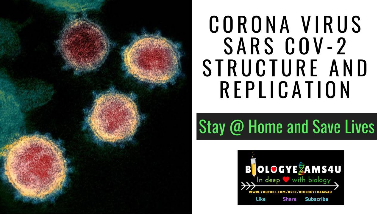 Коронавирус SARS-CoV-2: структура, репликация и геном.