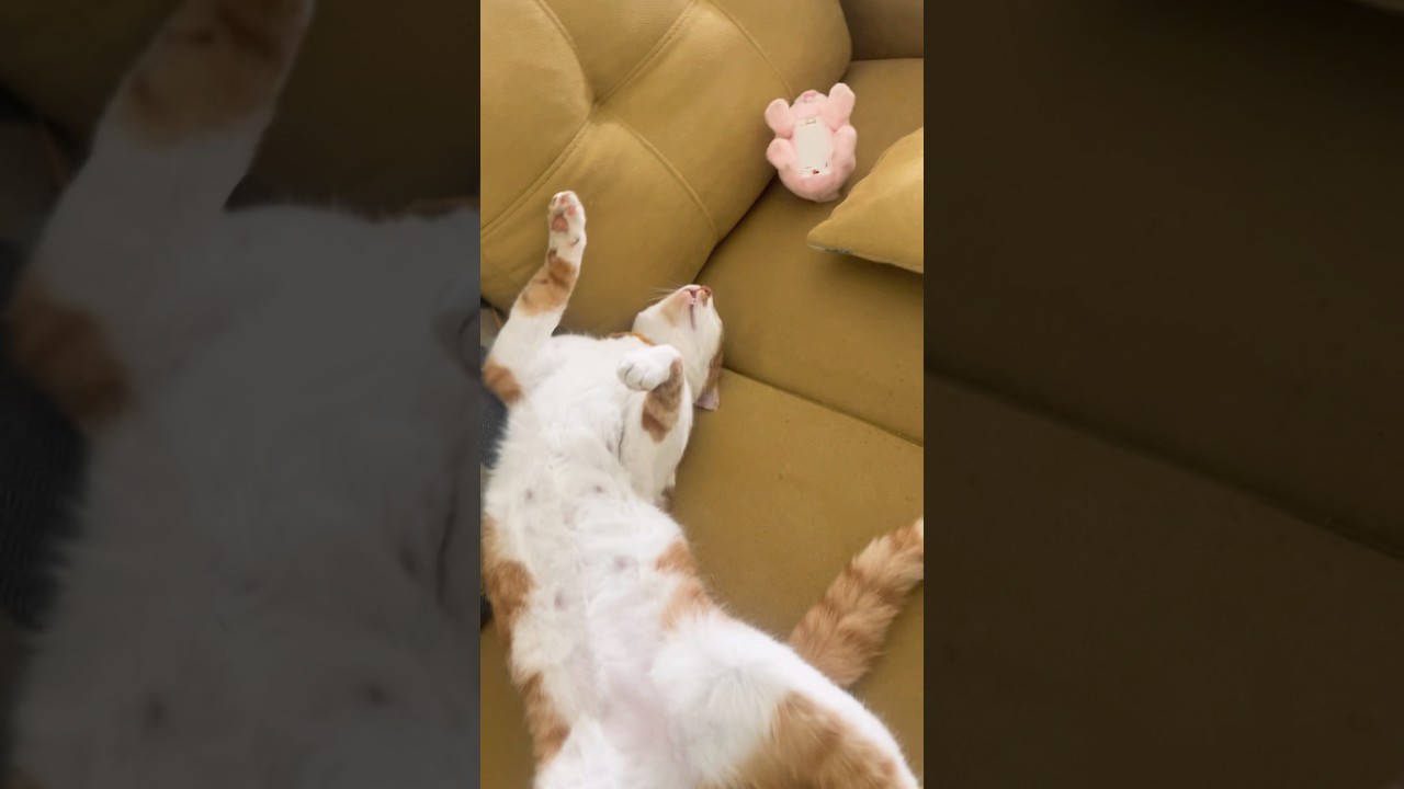 Sleeping with the bunny 