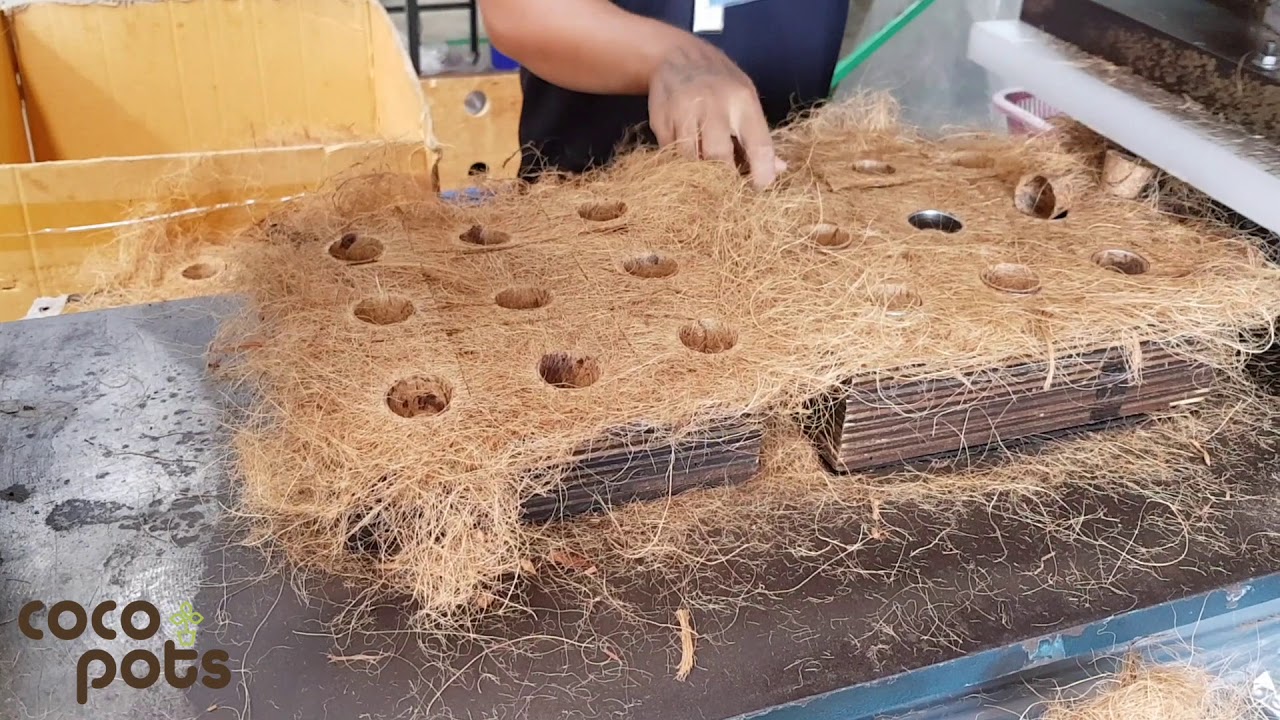 Biodegradable pots - Coco Pots factory visit to factory outside Bangkok