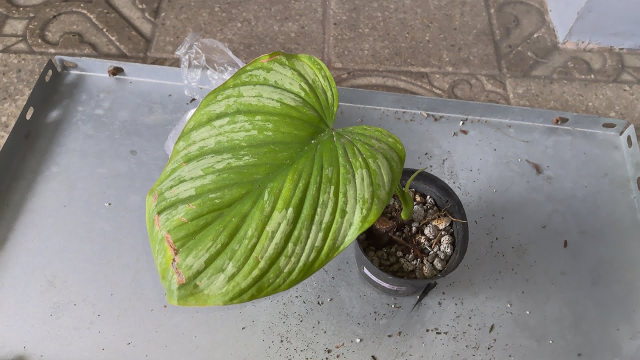 Unboxing Plant Mail from Shopee | Philodendron Mamei Silver Cloud | Ultra Rare Plant