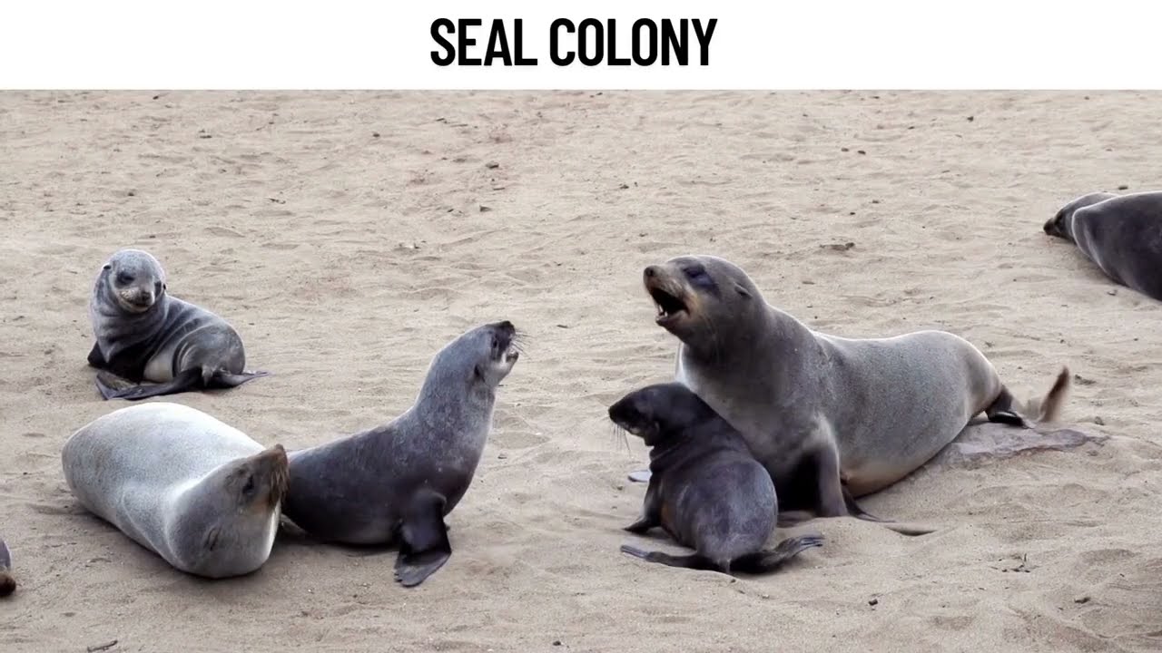 Seals And Sea Lions California Sea Lions, Harp Seals, Harbor Seals, Northern Elephant And More