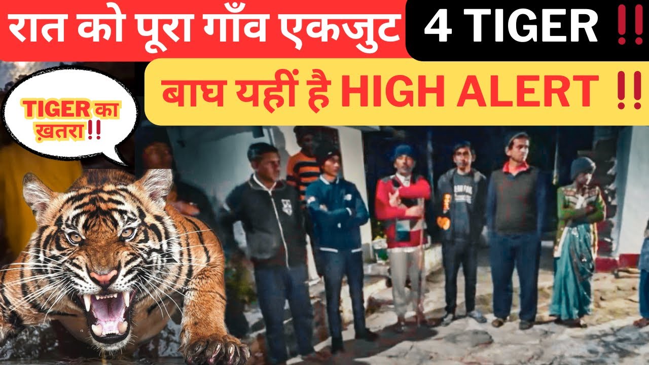 रात को पूरा गाँव एकजुट 4 TIGER‼️ बाघ यहीं है at Tottam | Jim Corbett 