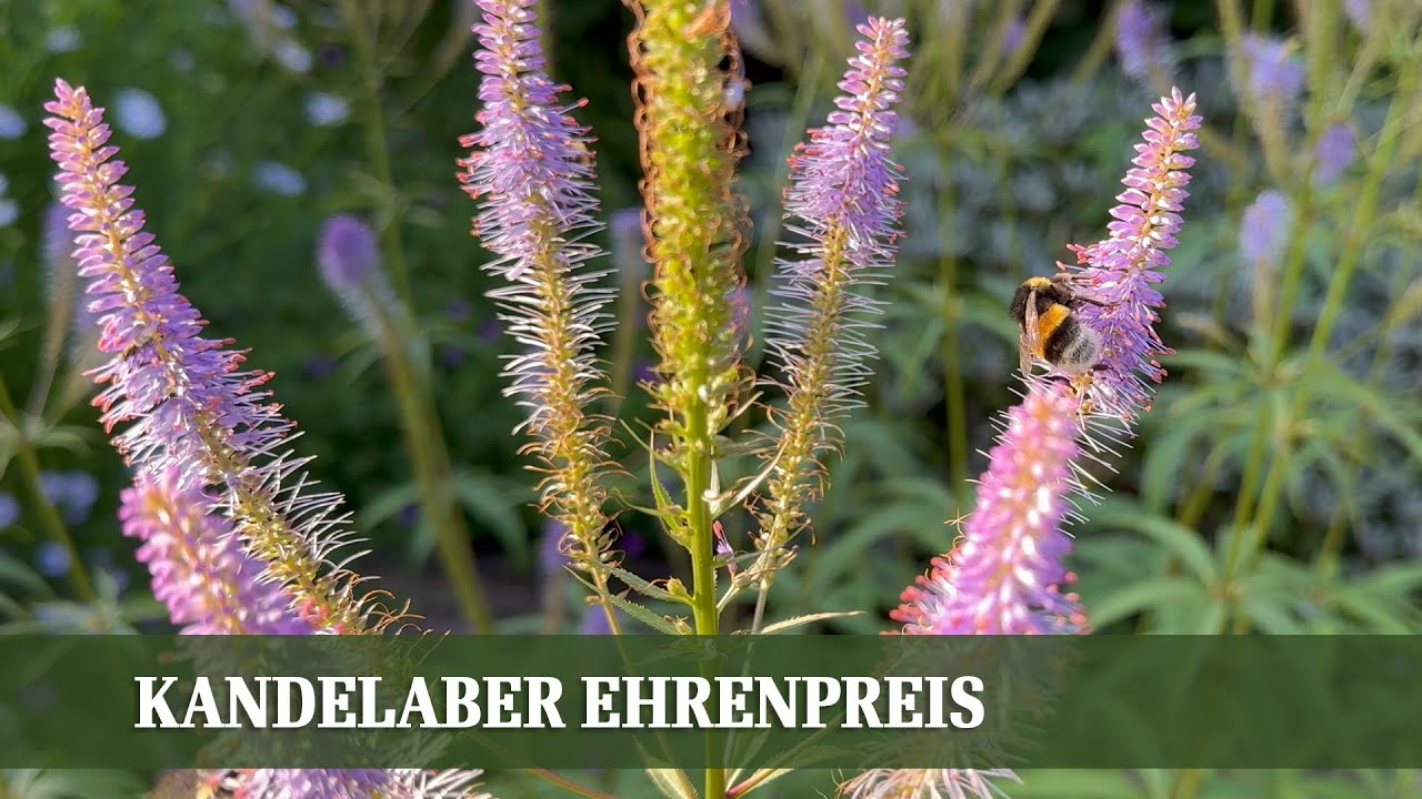 Kandelaber-Ehrenpreis: Die pflegeleichte Staude f&uuml;r Sonnenpl&auml;tze