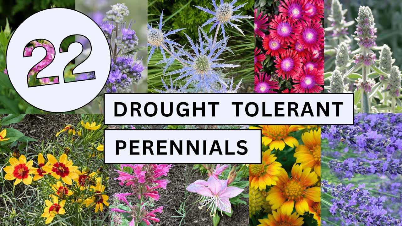 22 Colorful Drought Tolerant Perennials for Pollinators