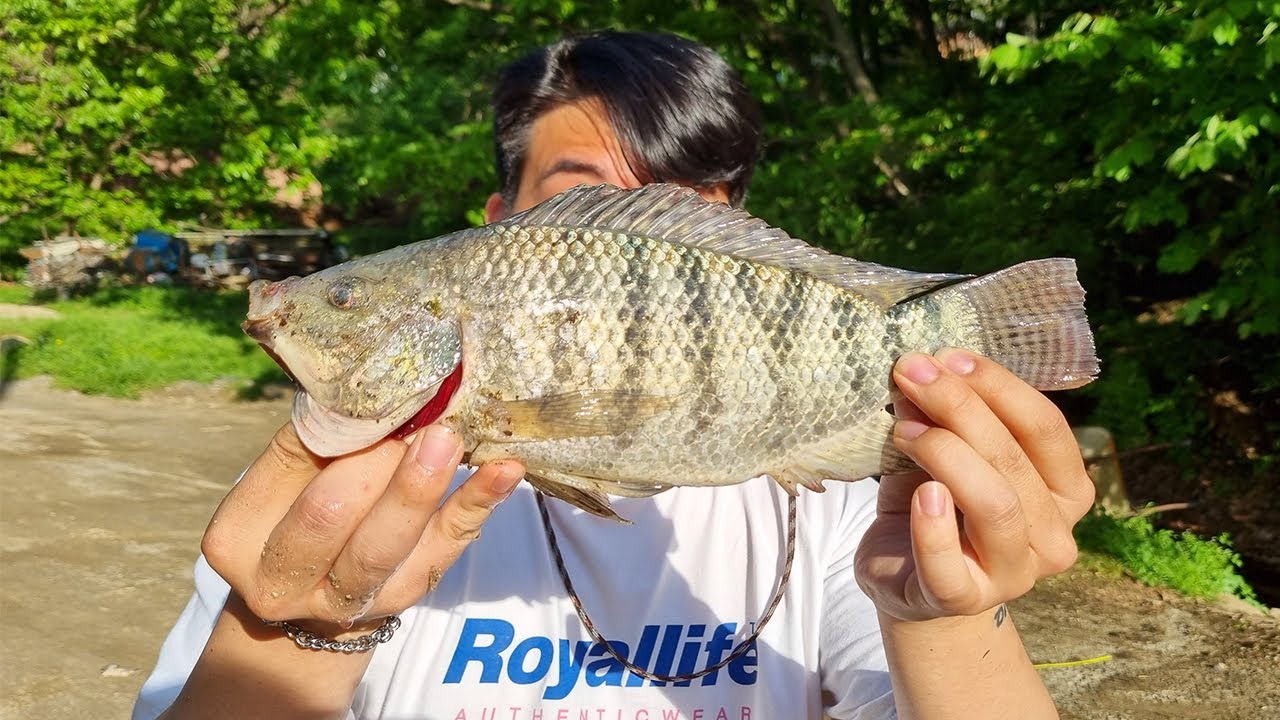 낚시대를 끌고 들어가는 외래종 물고기를 먹어보자!