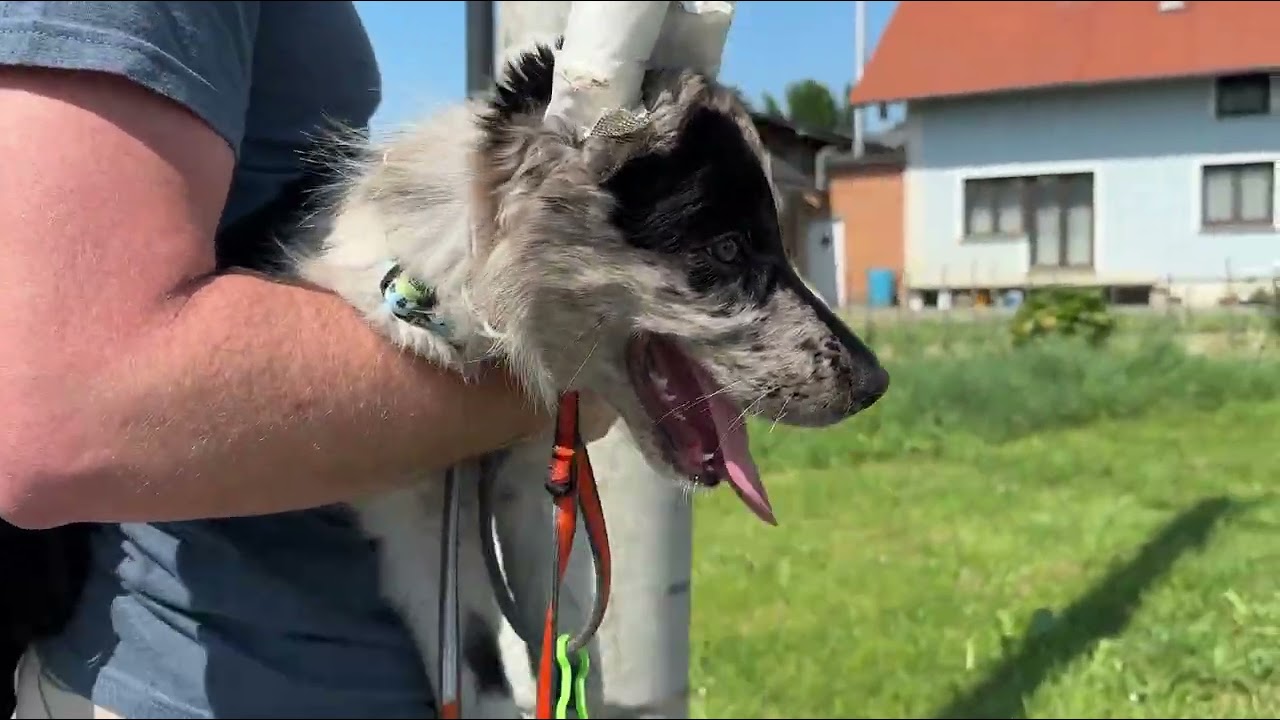 Naša prva godina s border colliejem Bladeom🩶🖤