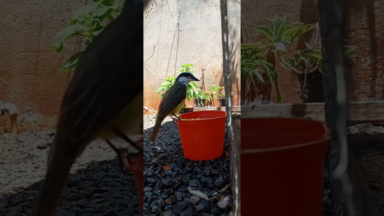 BEM-TE-VI COMO VOCÊ NUNCA VIU 😍