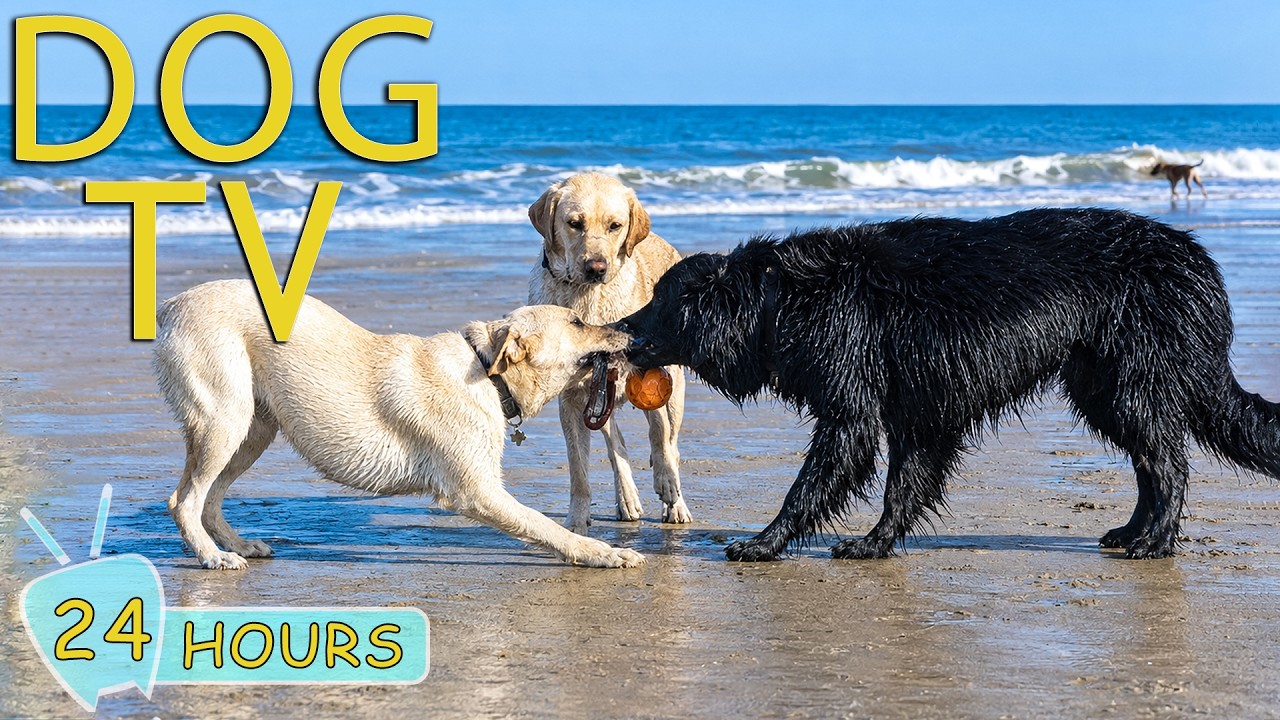 DOG TV: Best Entertain Videos for Dogs to Watch Help Happy When Home Alone - Funny Music for Dogs
