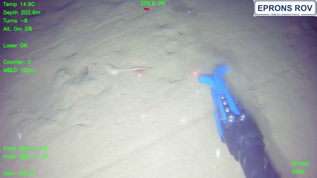 EPRONS ROV D500 discovers shrimp at 200m depth