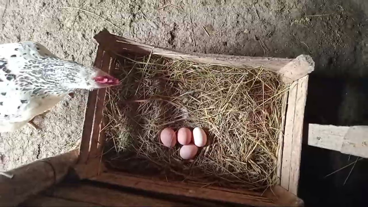 Video  cu noile modificari la capre .🐐🐐🐐