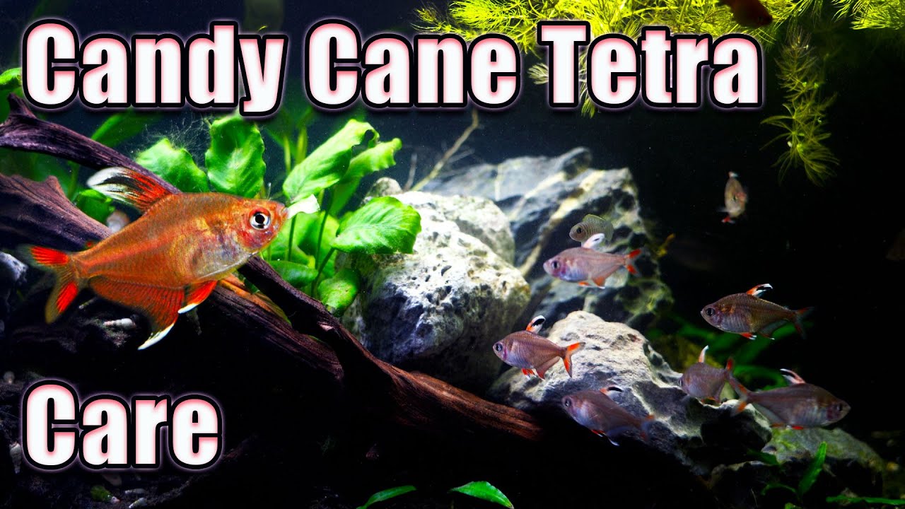 Add Some Sweetness to Your Tank! Candy Cane Tetra Care and Breeding