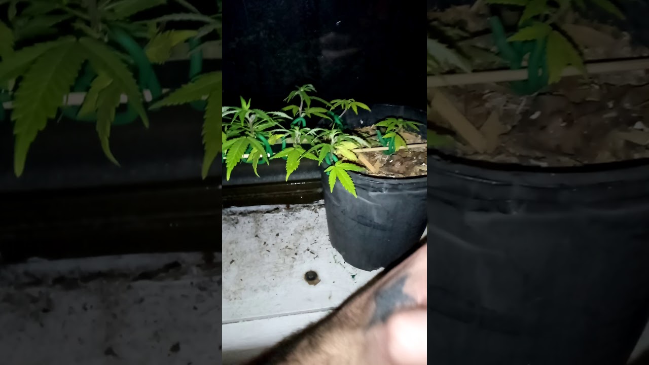 Black Rhino from toysoja 420 4 months old and keeping her small (21+)