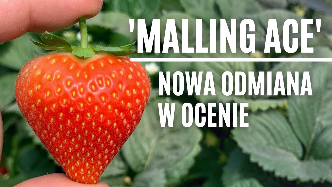 'Malling Ace'- nowa odmiana w ocenie
