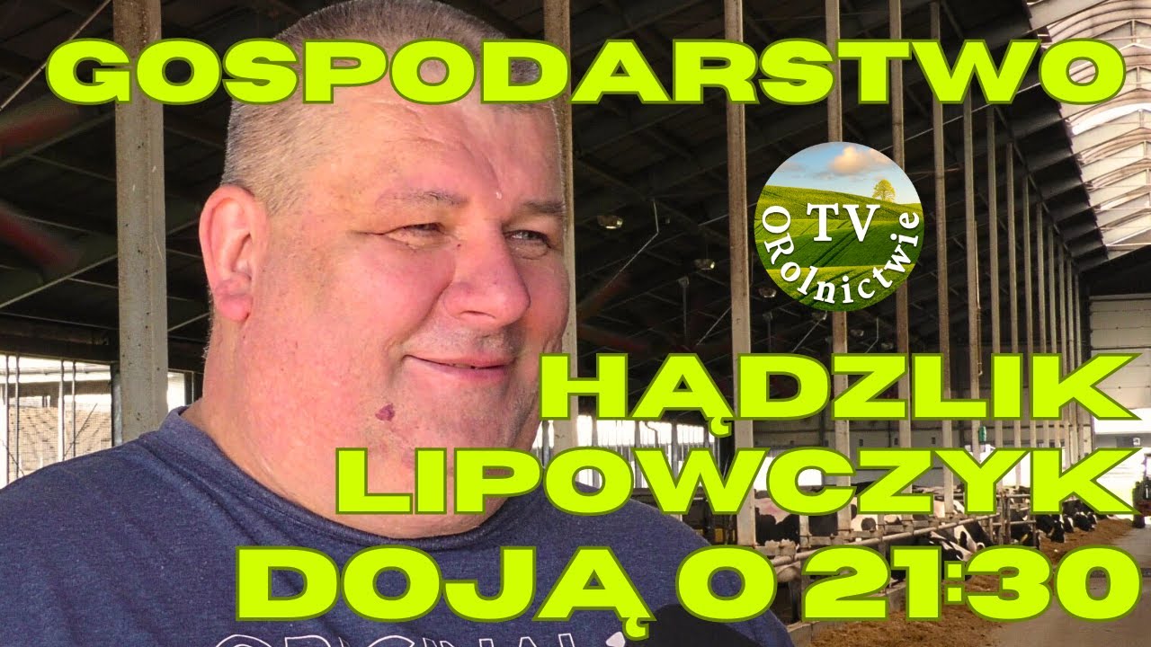 140 ha kukurydzy dla 560 krów. Potężna kiszonka u prezydenta
