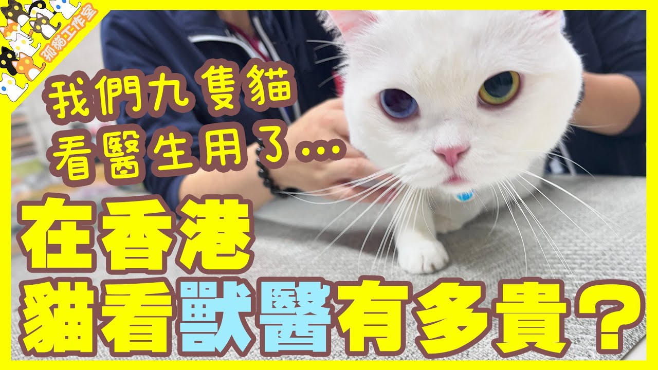 【孤貓工作室】在香港貓看獸醫到底有多貴？我們九隻貓看醫生用了...