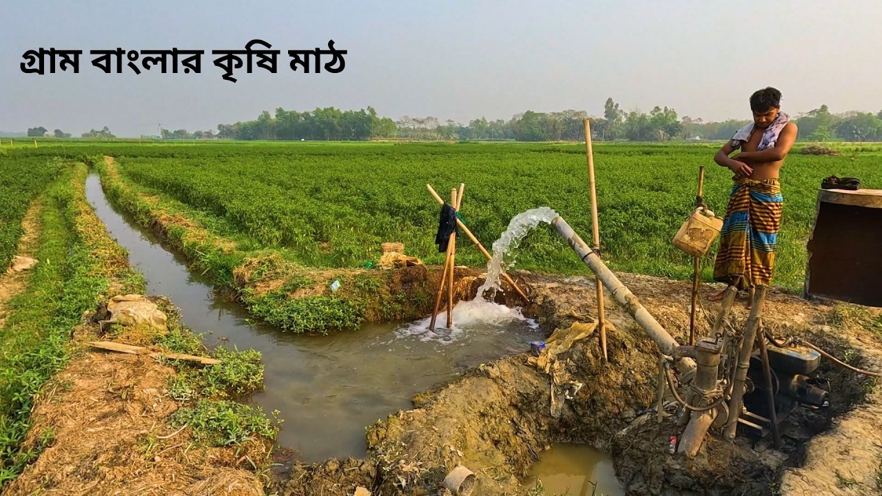 বাংলাদেশের গ্রাম বাংলার কৃষি মাঠ | সবুজ ফসলের মাঠ ও গ্রামীণ কৃষিকাজ