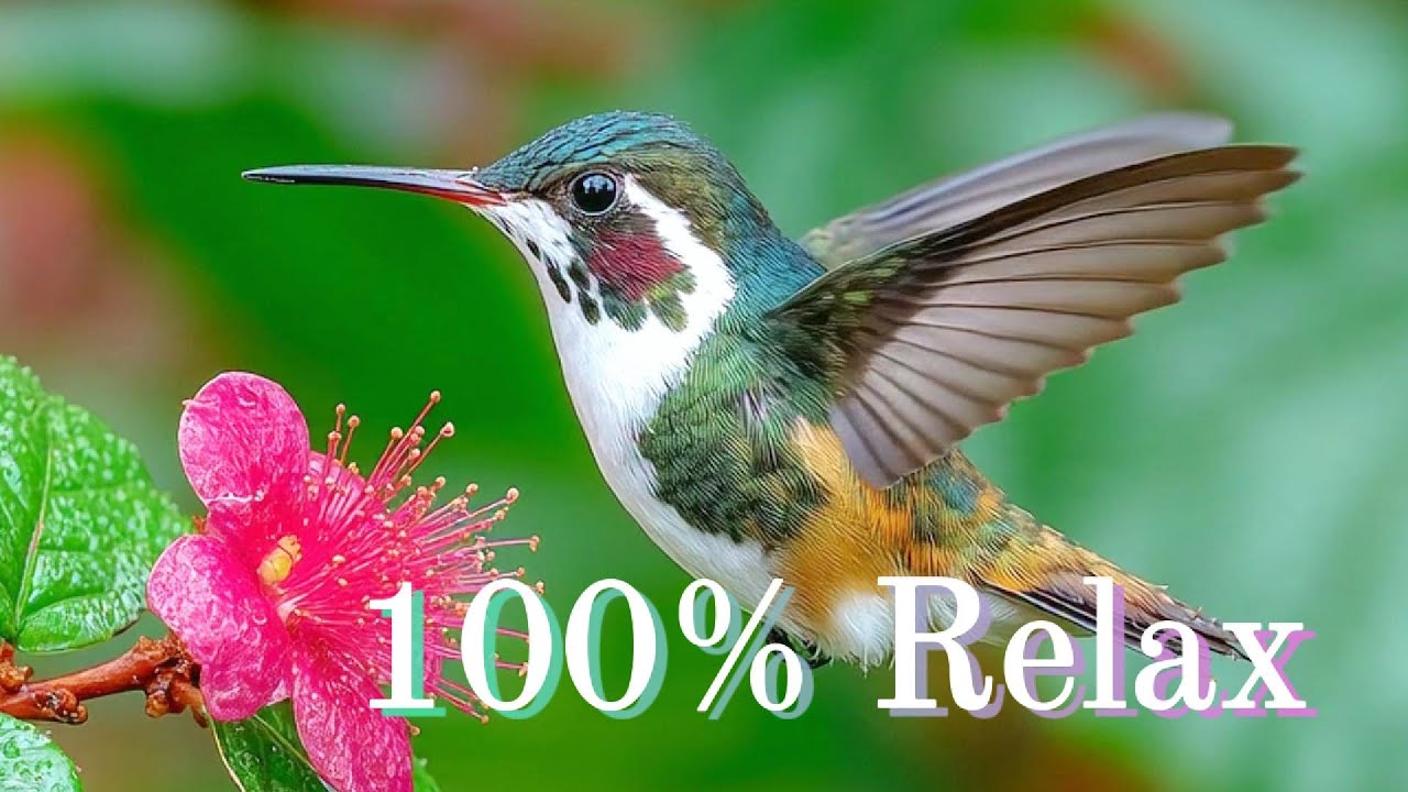 🌿 Sounds of nature|Nature's Most Exquisite Birds for Ultimate Relaxation #birdchirping#naturesvoice