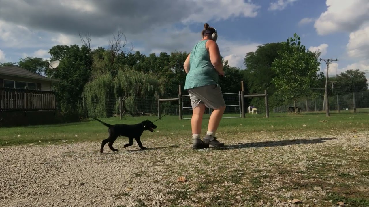 Loose Leash Walking Progress with puppy
